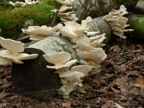 Pleurotus ostreatus